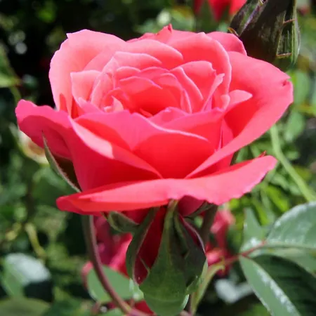 Seaside With A Swimming Pool Viganj, Peljesac - 260 Appartement