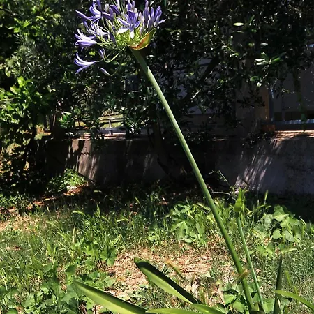 Seaside With A Swimming Pool Viganj, Peljesac - 260 Appartement Viganj